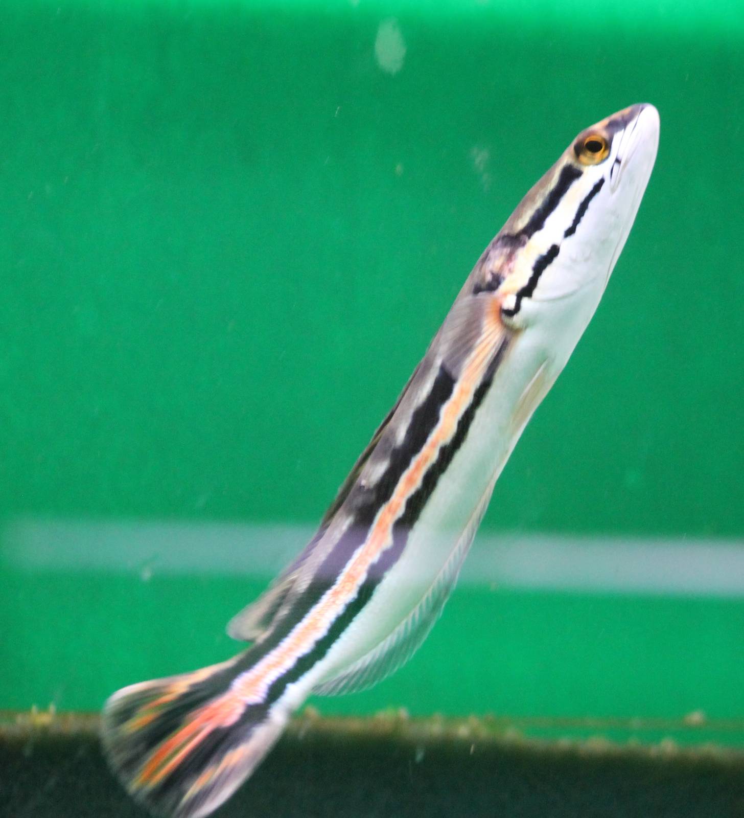 Snake-headed fish
