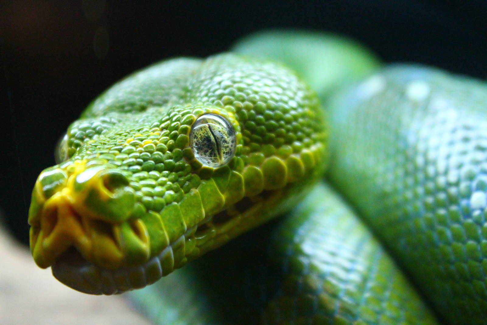 Snake House - Green Tree Python