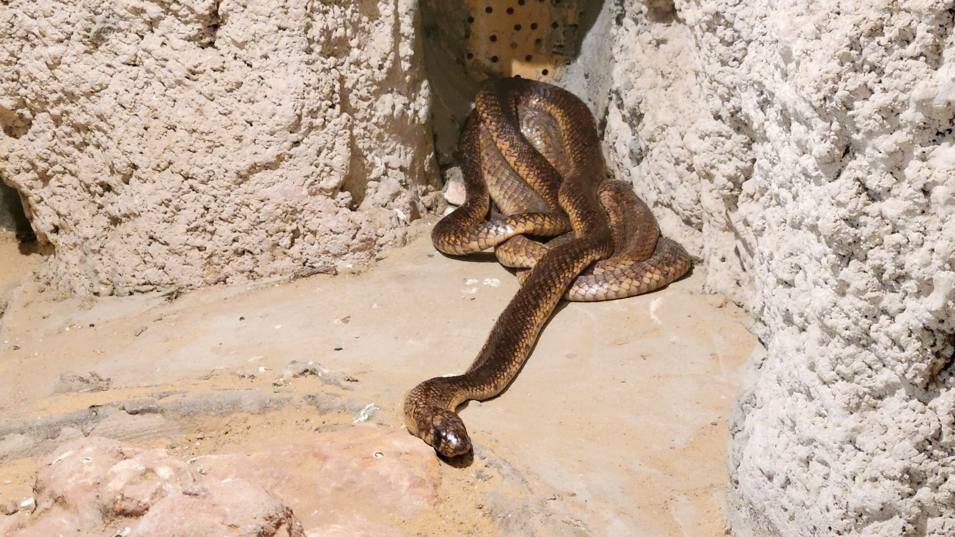 Snake ID, Alexandria Zoo