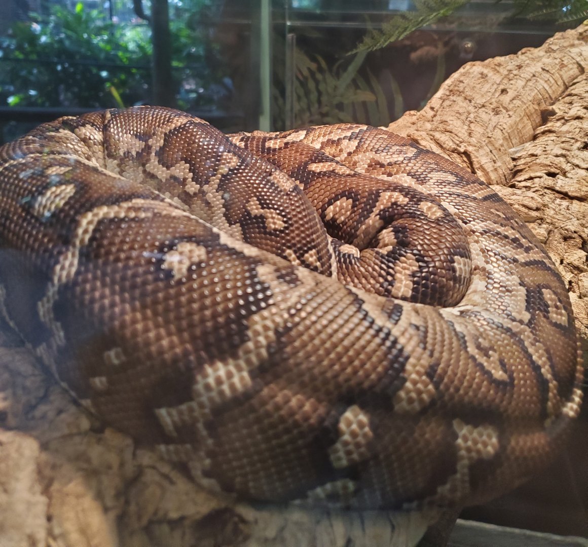 Snake ID -Busch Gardens Tampa