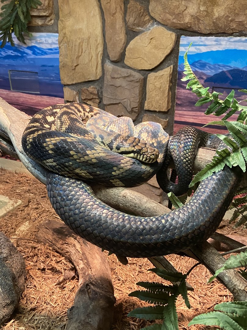 Snake ID - Columbus Zoo