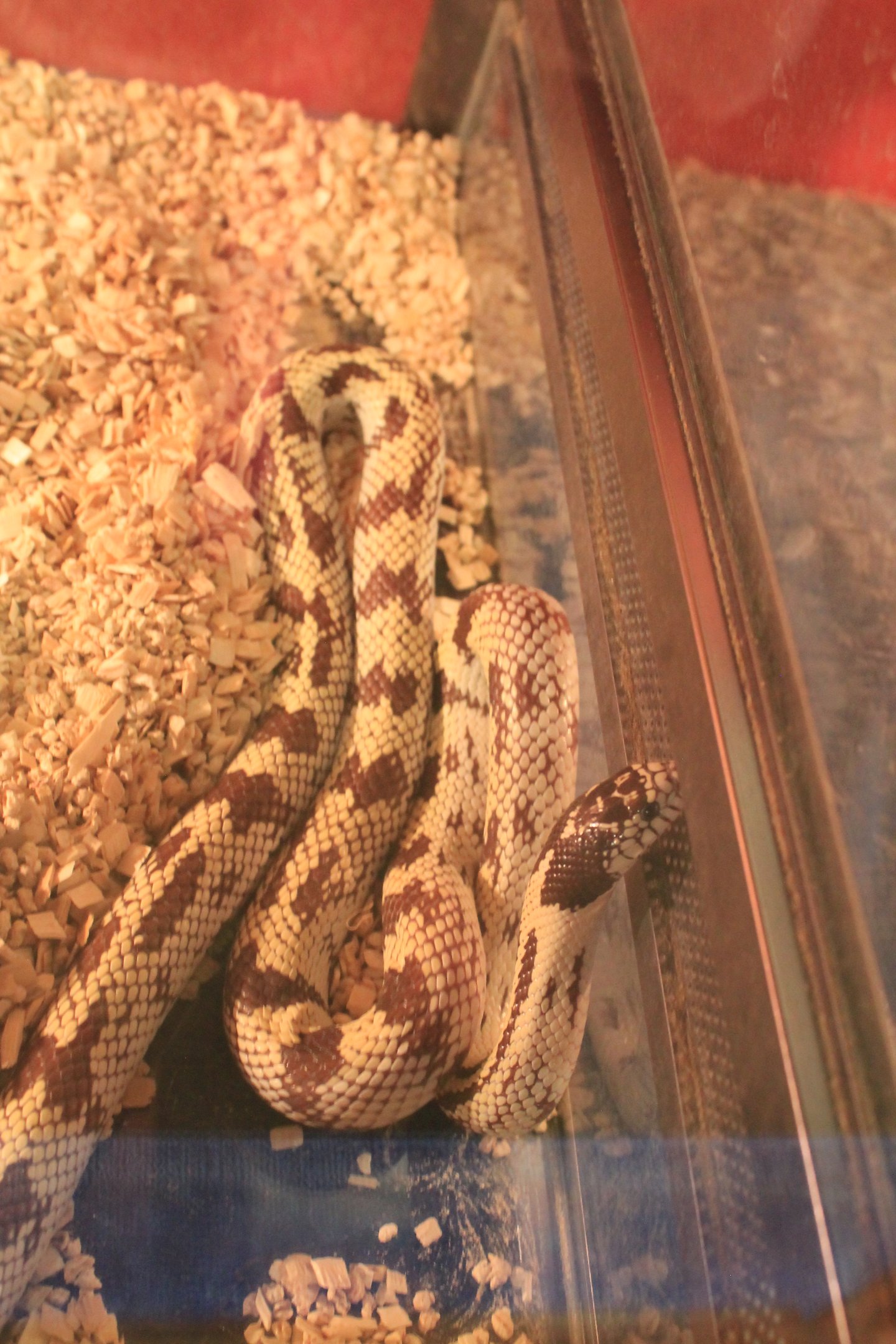 snake ID, Fantasy Aquarium, Xi'an