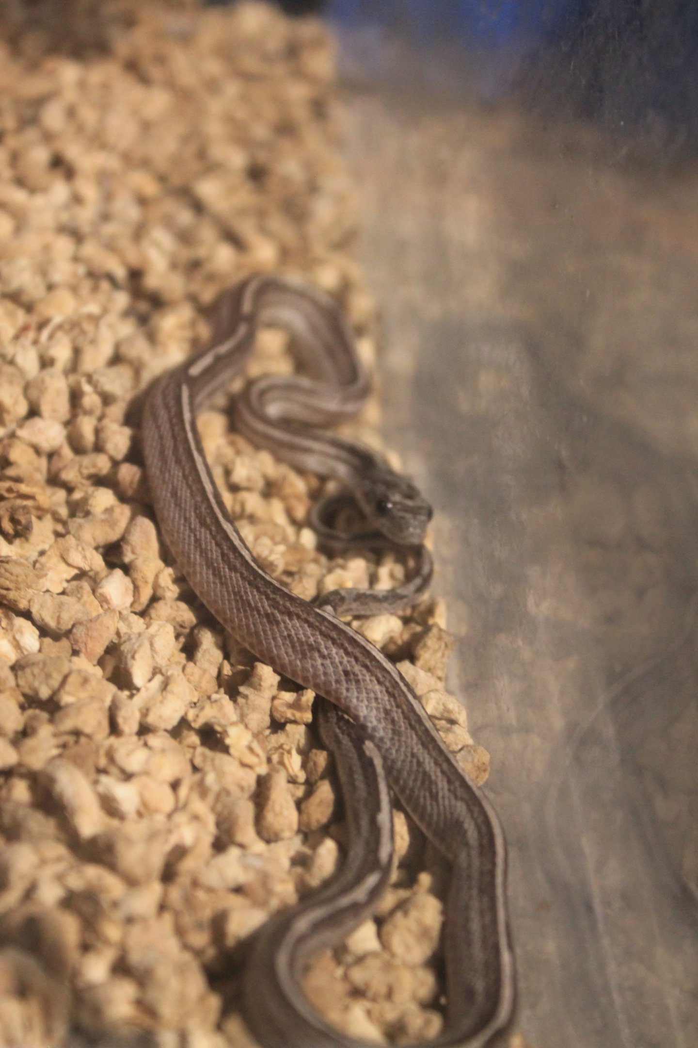 snake ID, Fantasy Aquarium, Xi'an