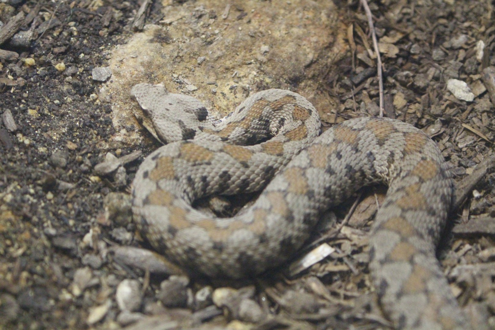 Snake ID help, please!