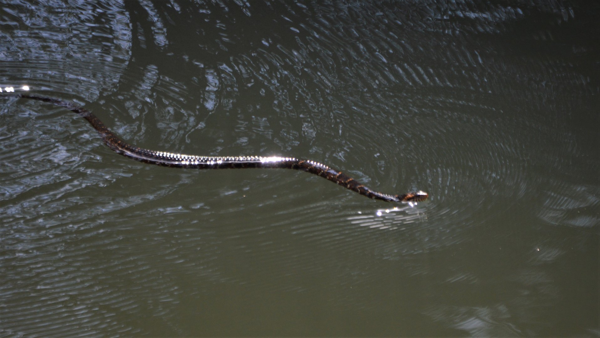 Snake ID (Melbourne, FL)
