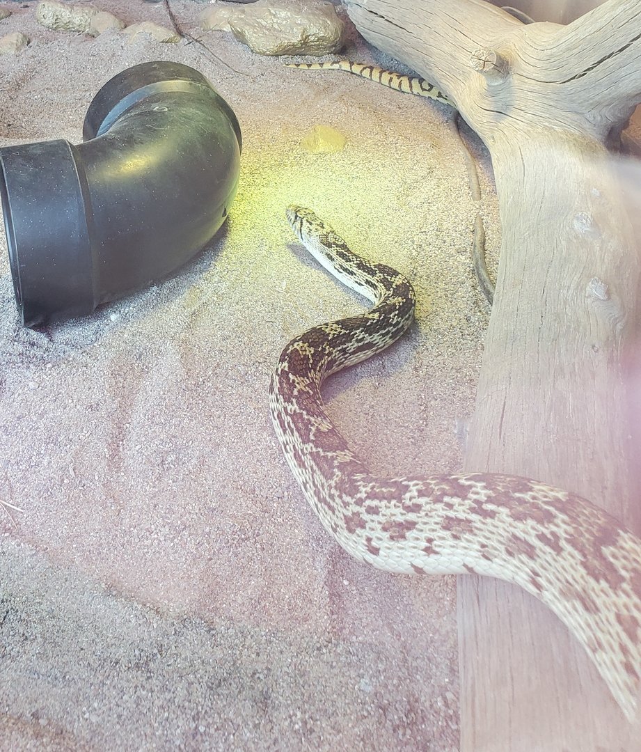 Snake ID - Out Of Africa Wildlife Park (2021)