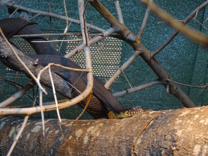 Snake ID (Reptile House)