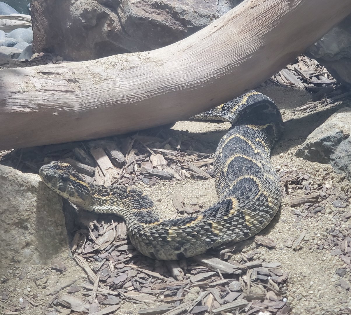 Snake ID - San Diego Zoo (2022)