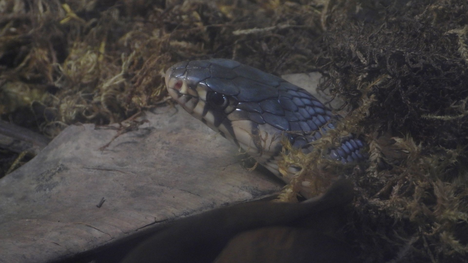 Snake ID (San Diego Zoo)