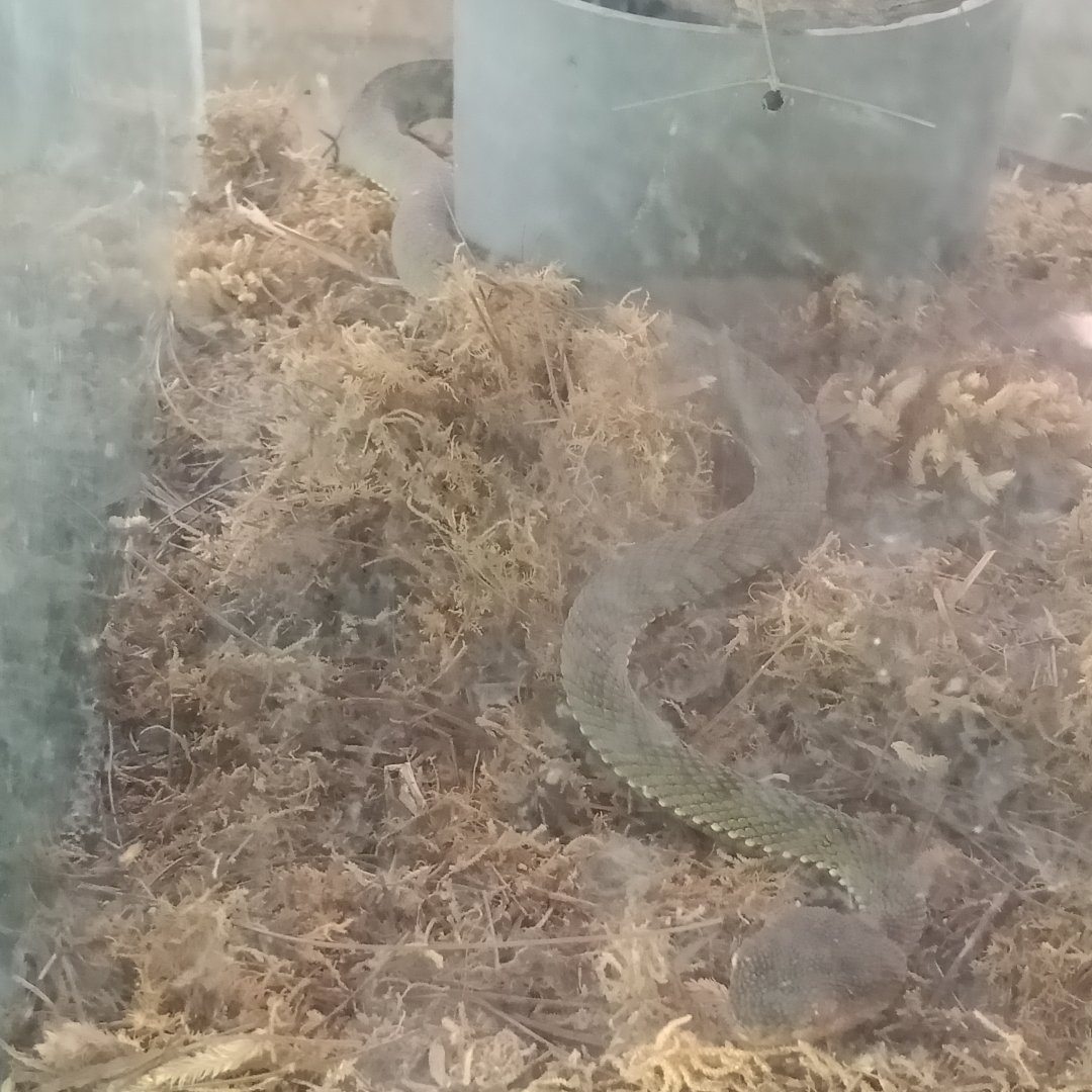 Snake ID - Sato Loka Resto & Conservation Park