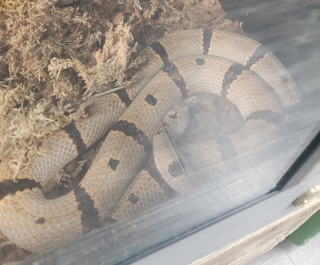 Snake ID - Tackapausha Museum