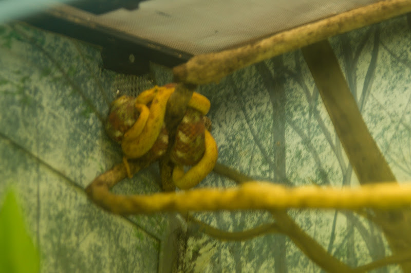 Snake ID - Taronga 2012