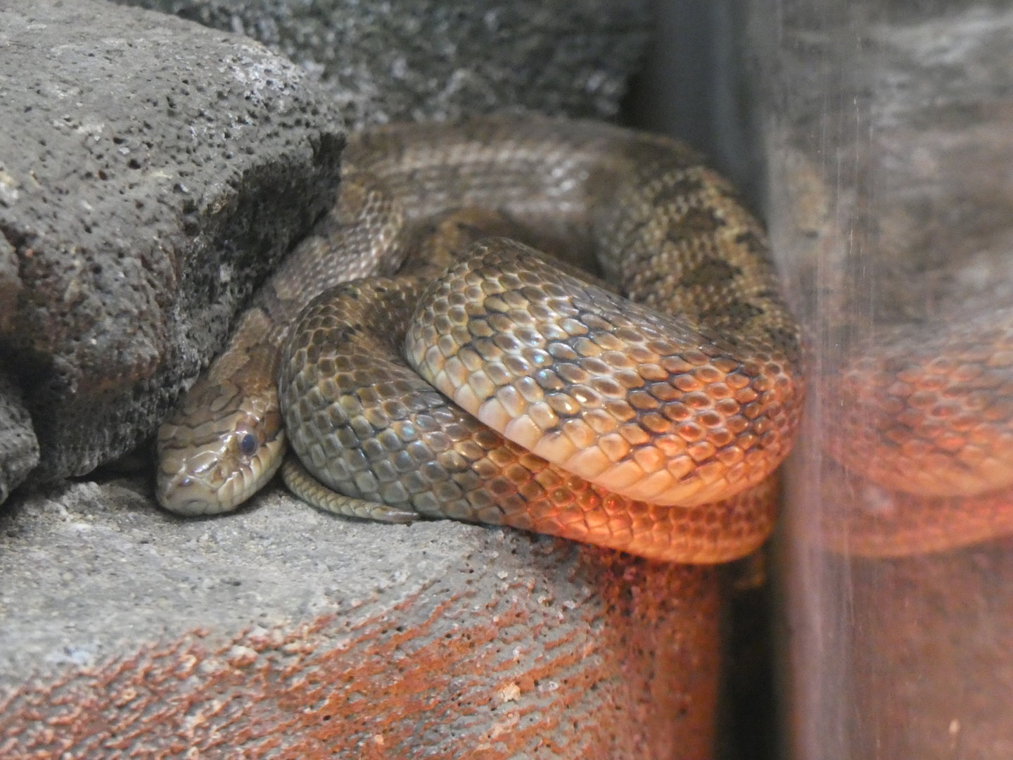 Snake ID? - Zoo Chomutov
