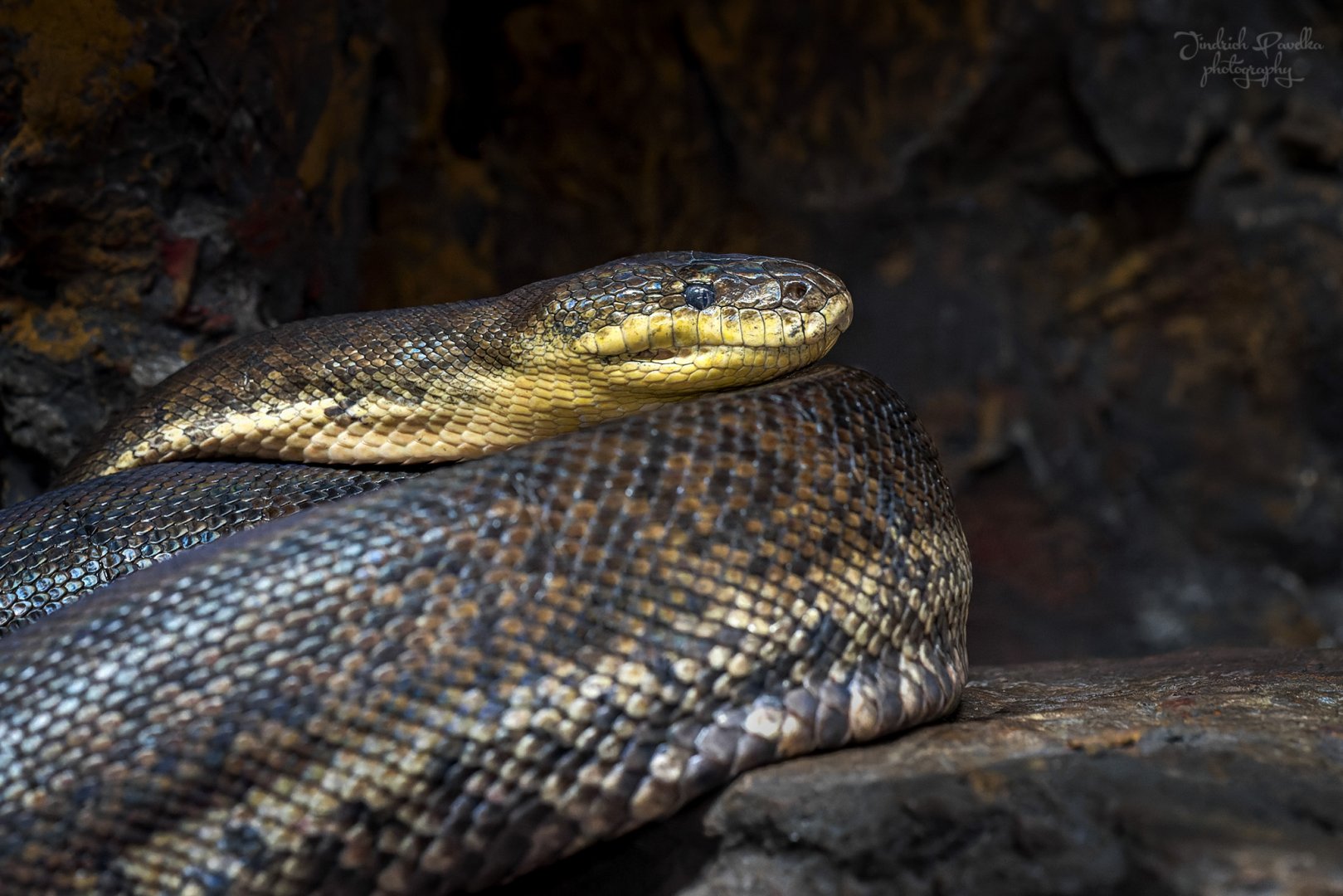 Snake ID - Zoo Wroclaw