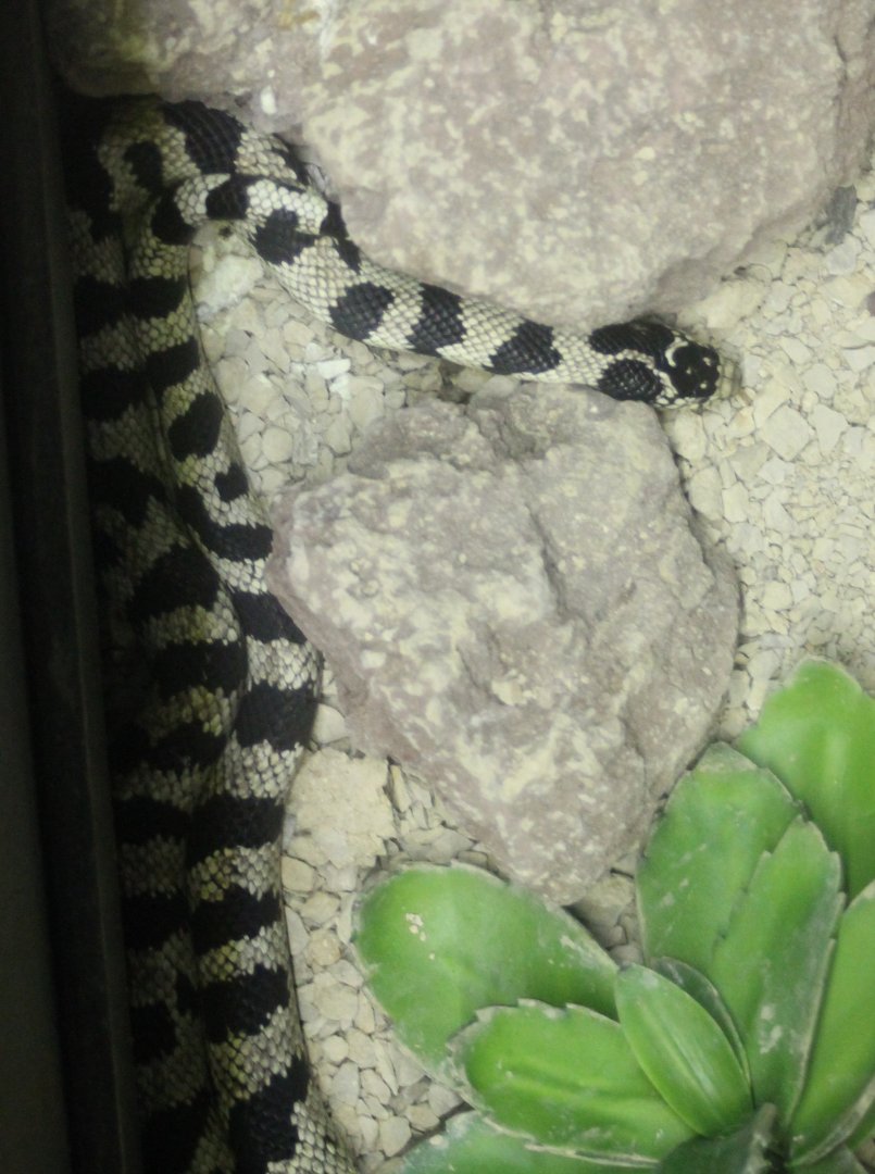 Snake ID