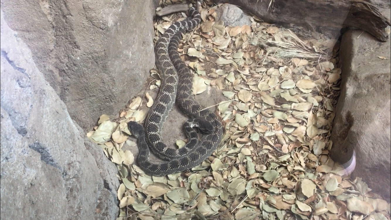Snake ID?
