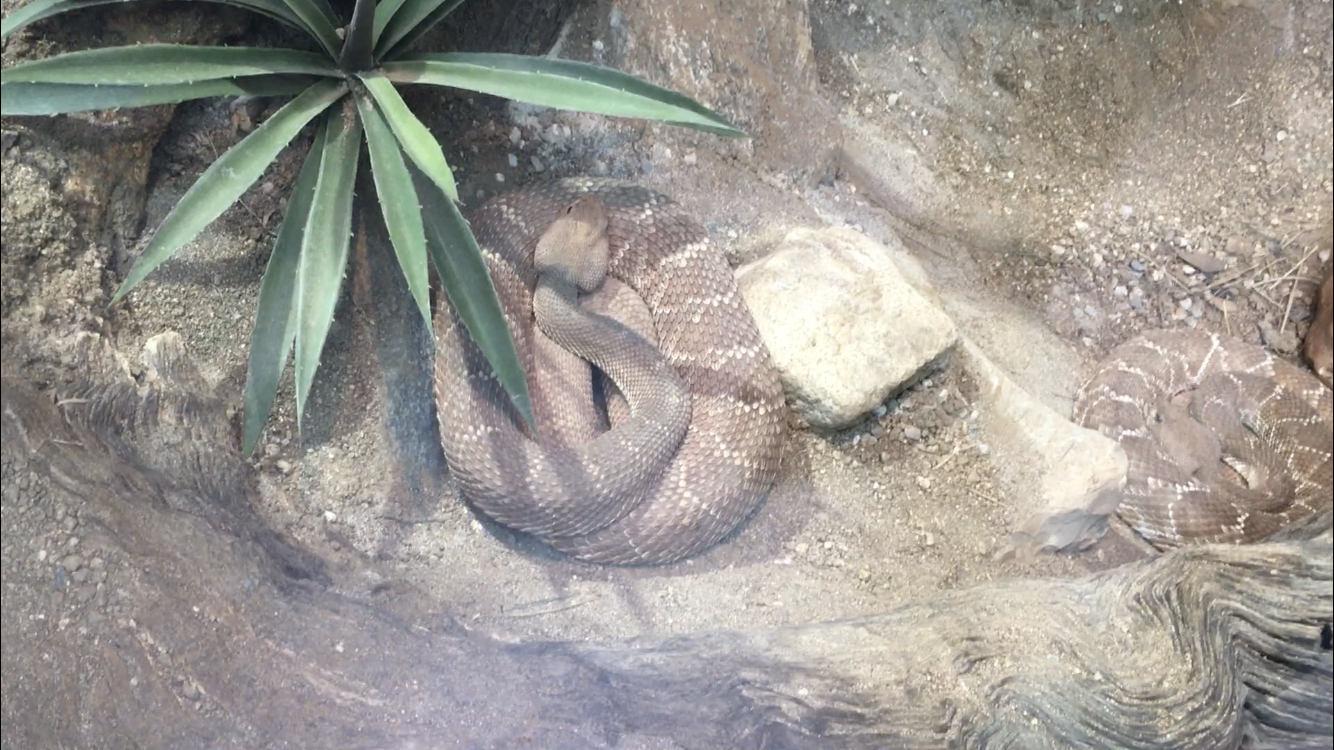 Snake ID?