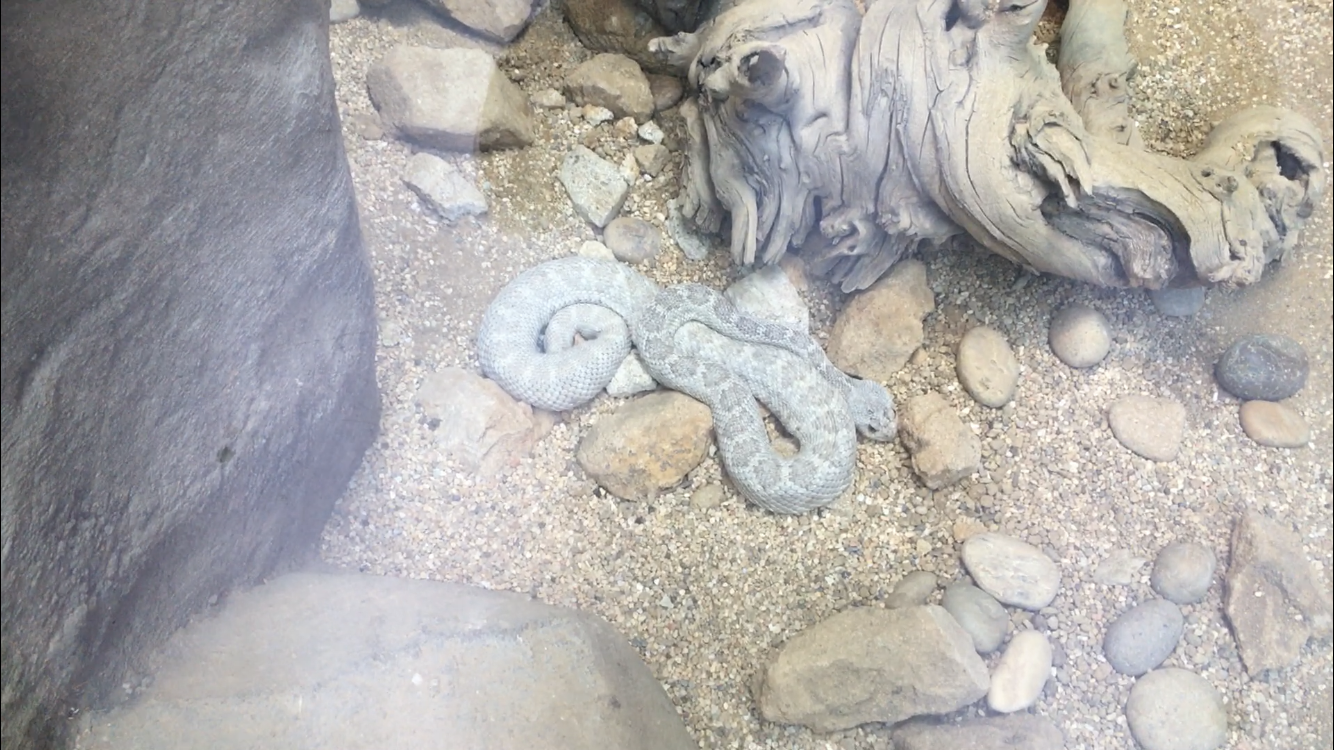 Snake ID?
