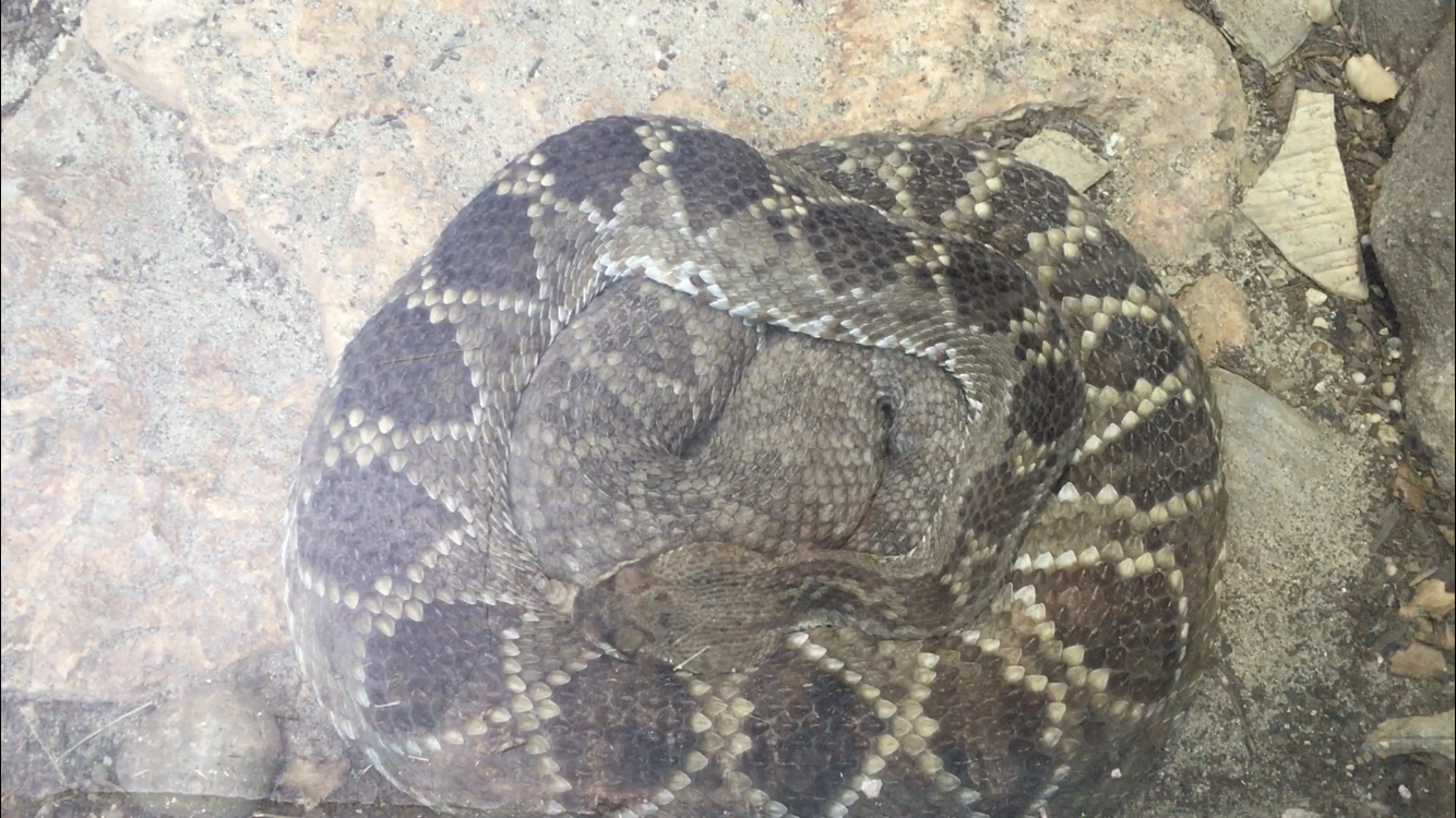 Snake ID?