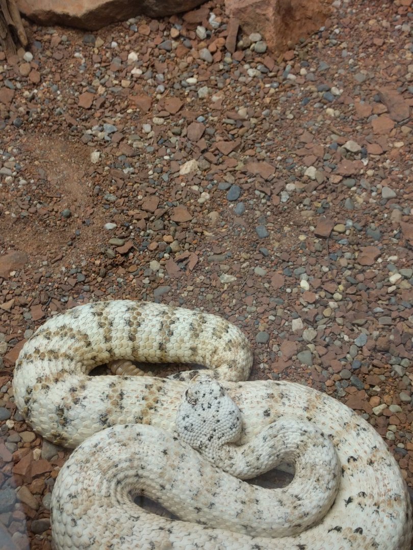 Snake ID