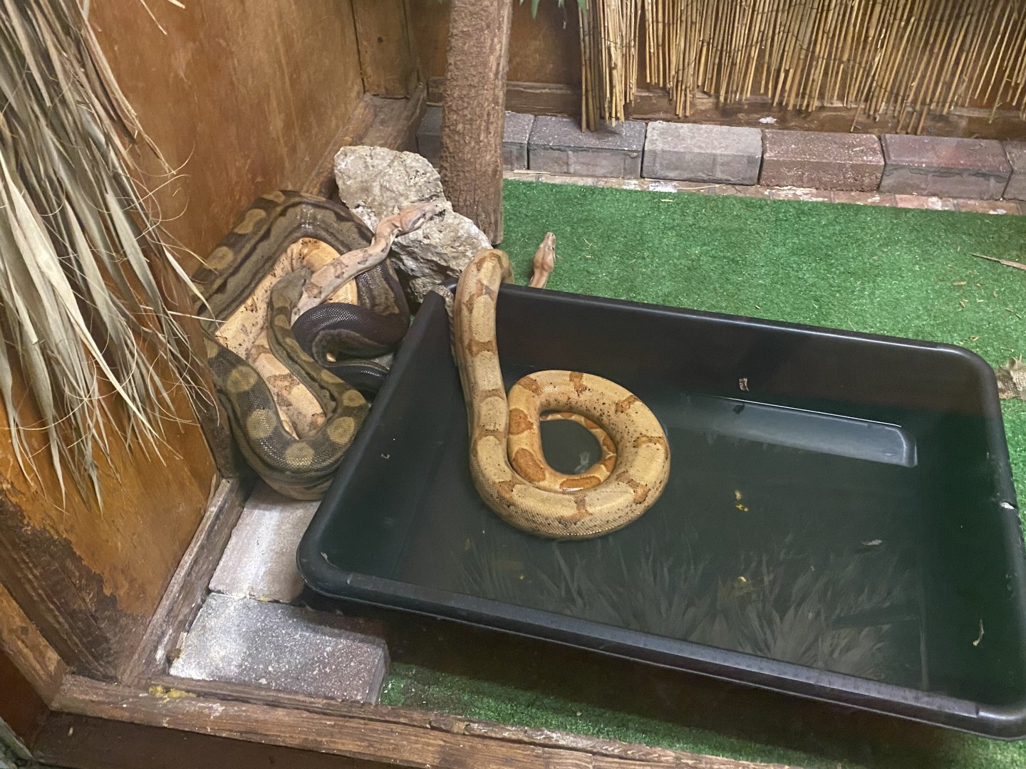 Snake Id?