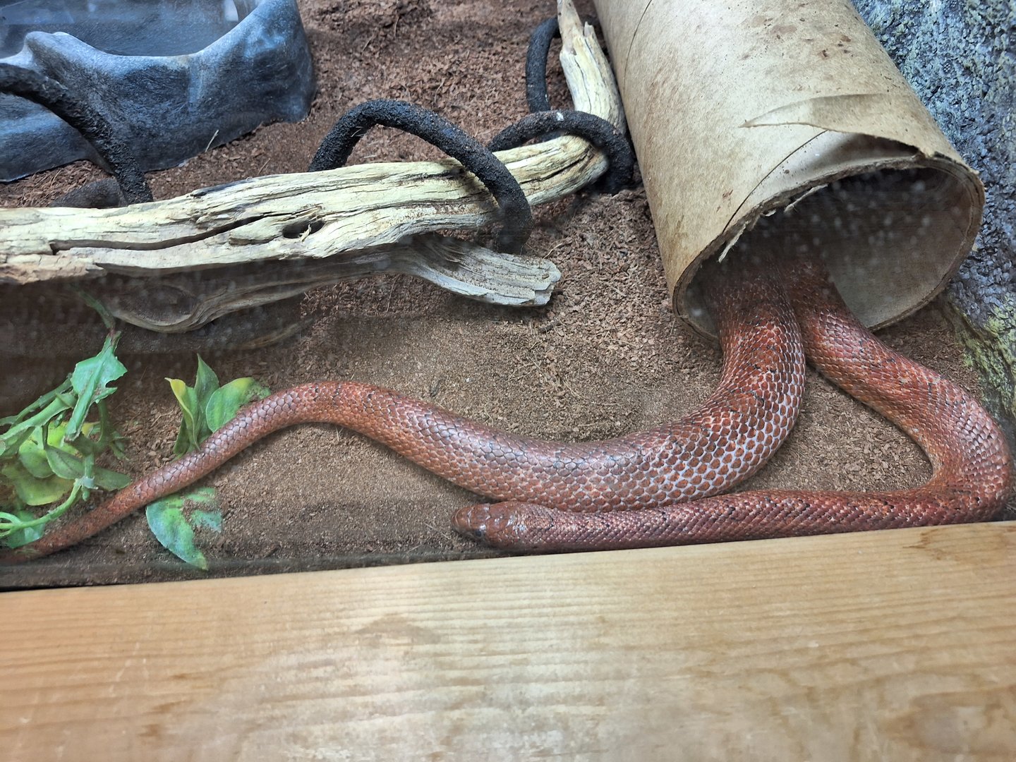 Snake ID