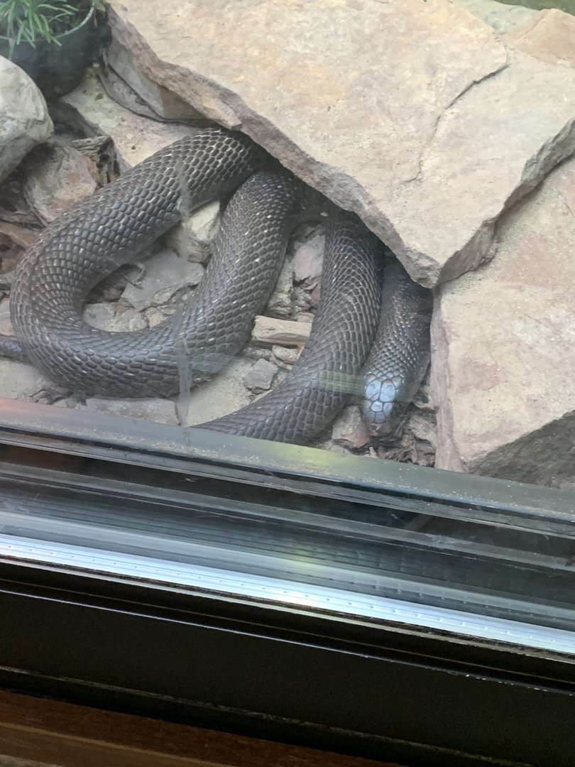 Snake ID?