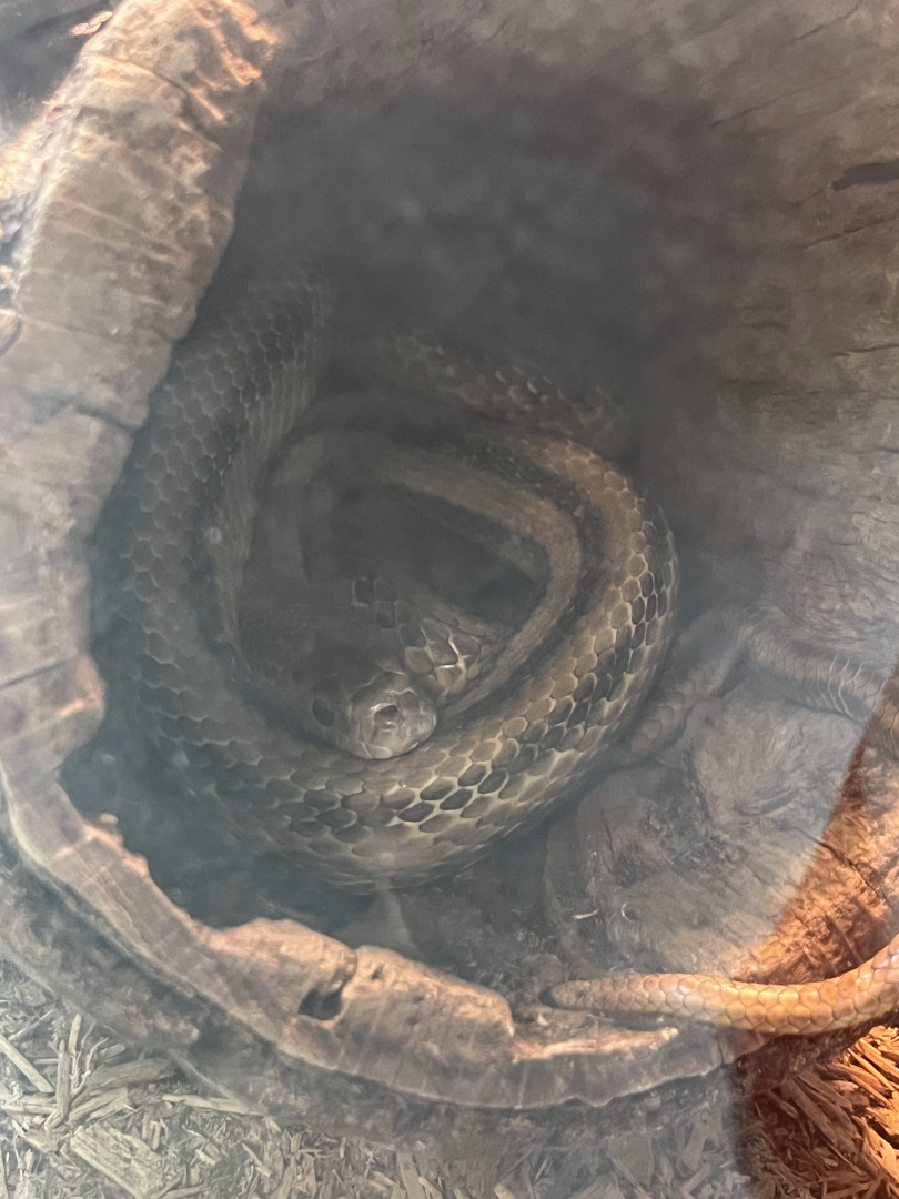 Snake ID