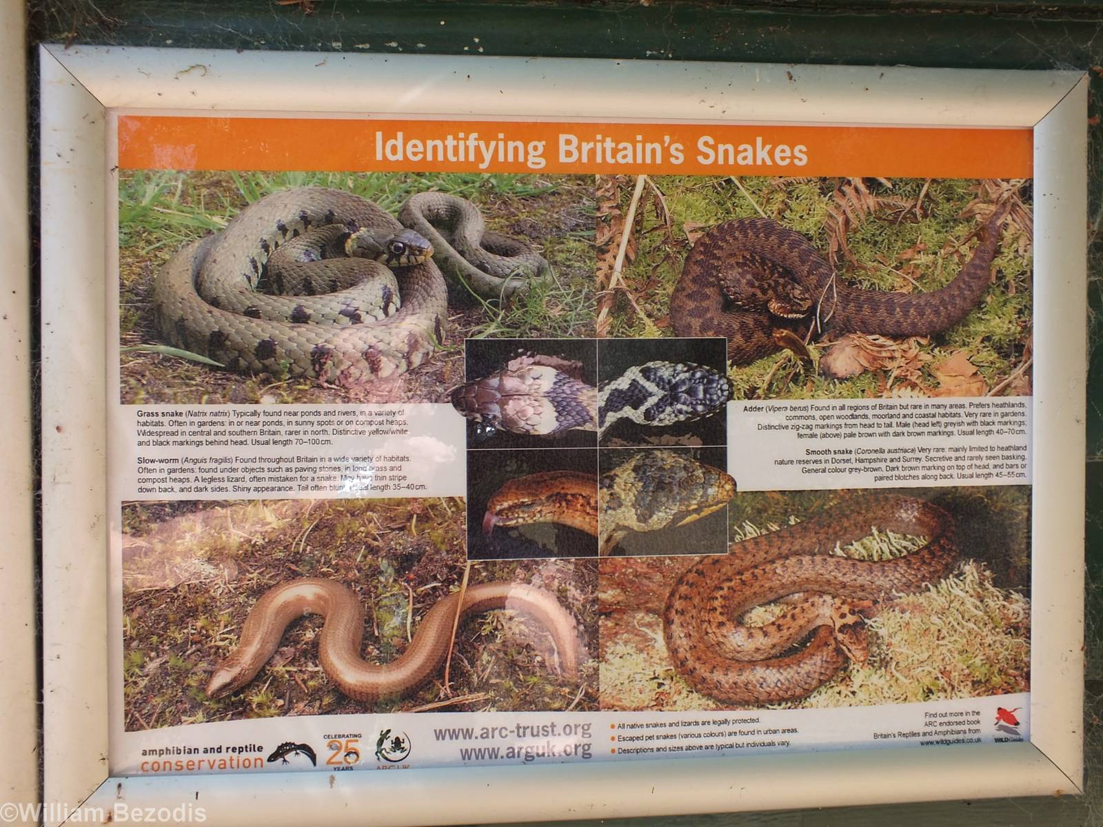 Snake Identification Poster