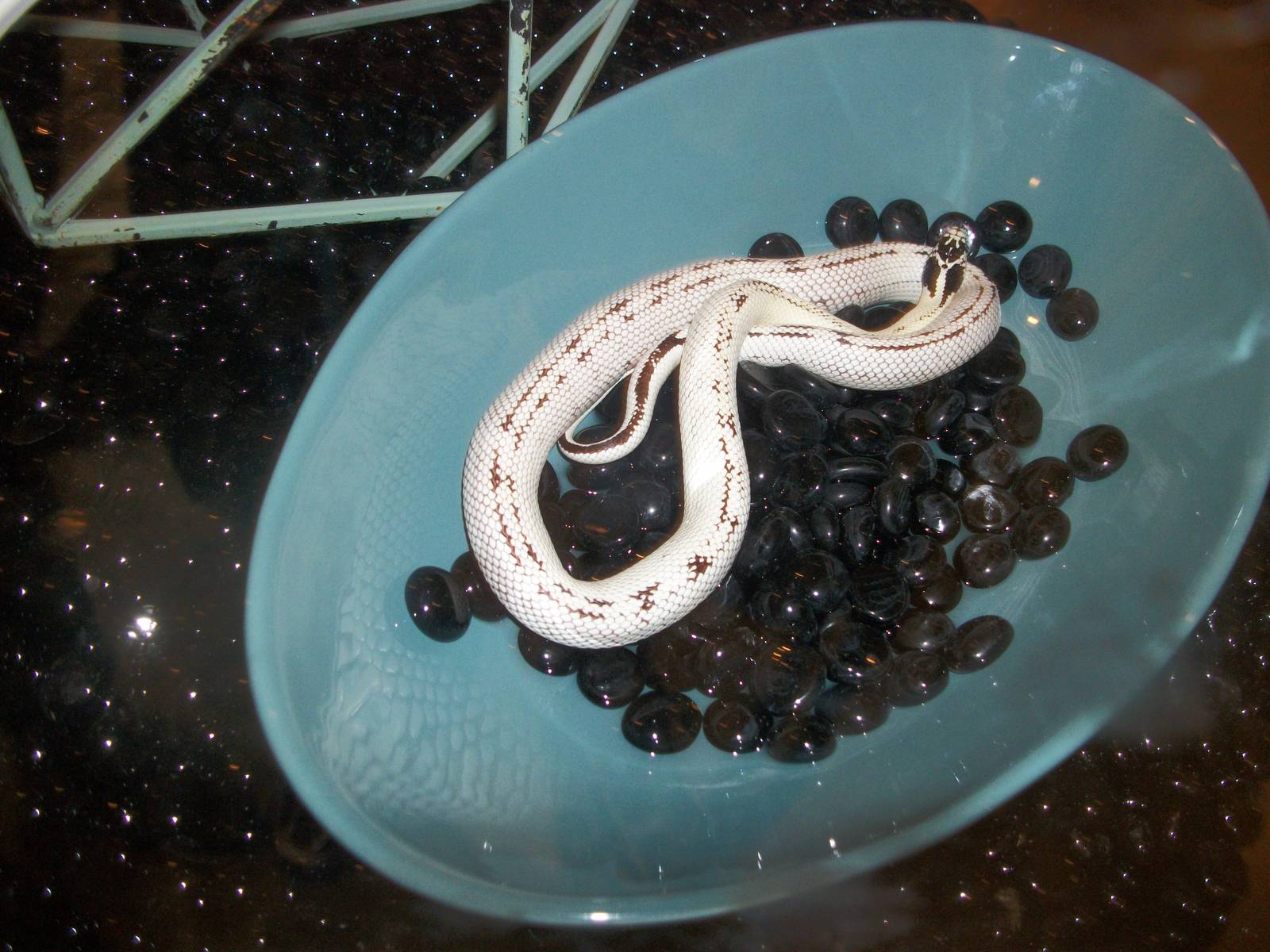 Snake in a bowl