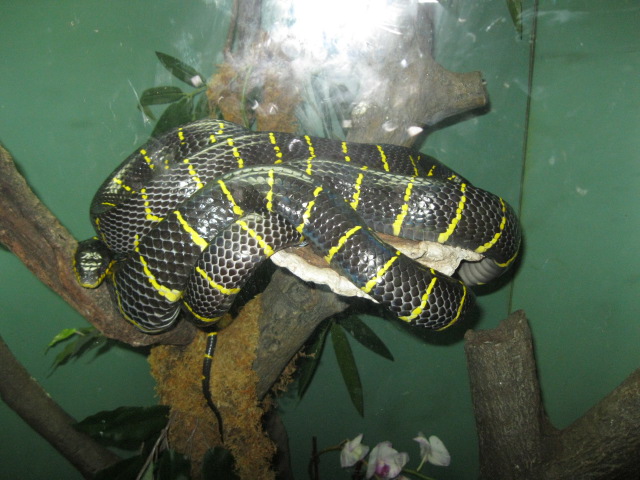 Snake in Jungle World