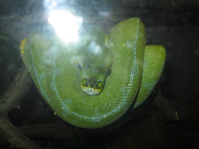 Snake in Jungle World