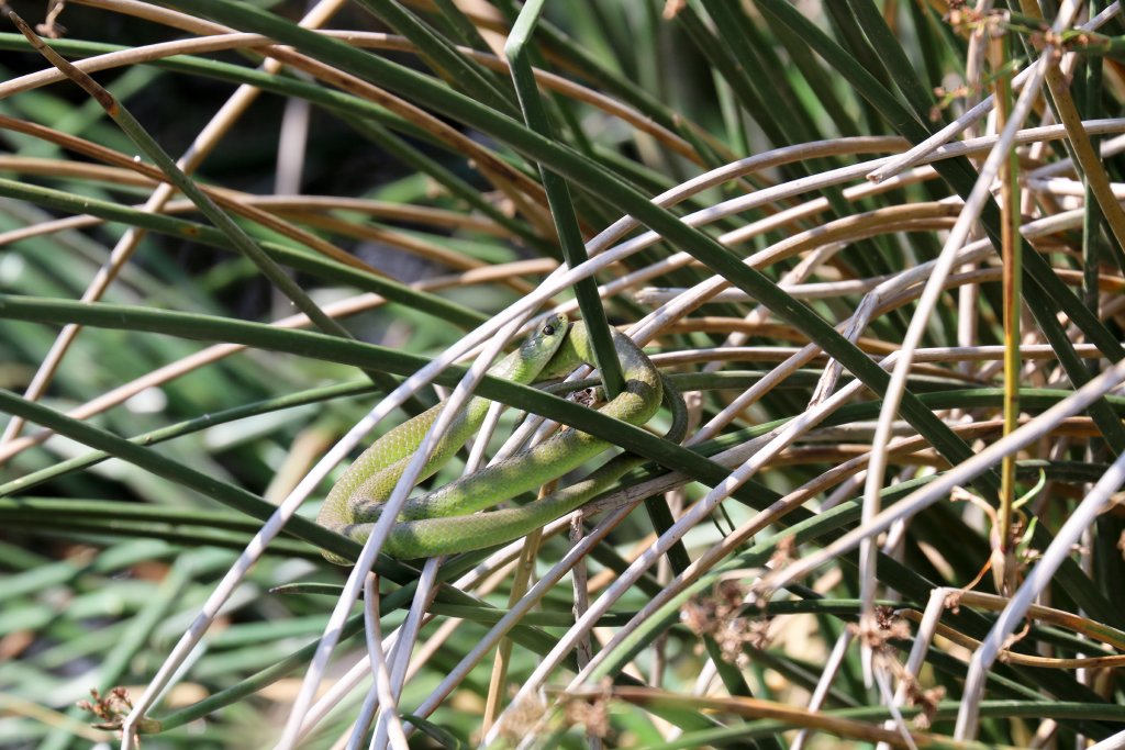Snake in the reeds