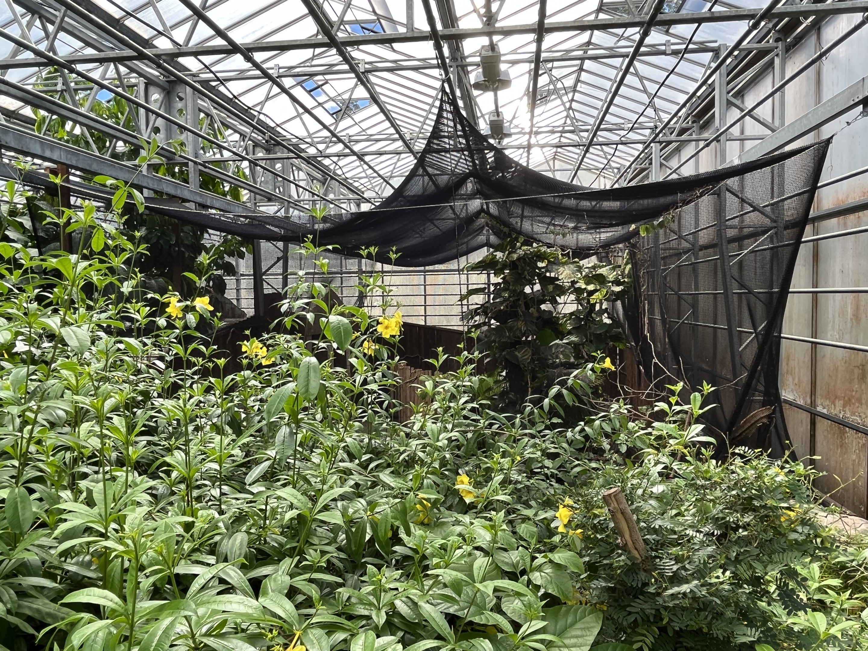 Snake Jungle + Butterfly Area