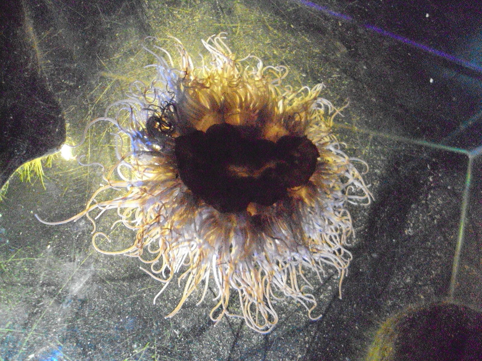 Snake-lock Anemone from below