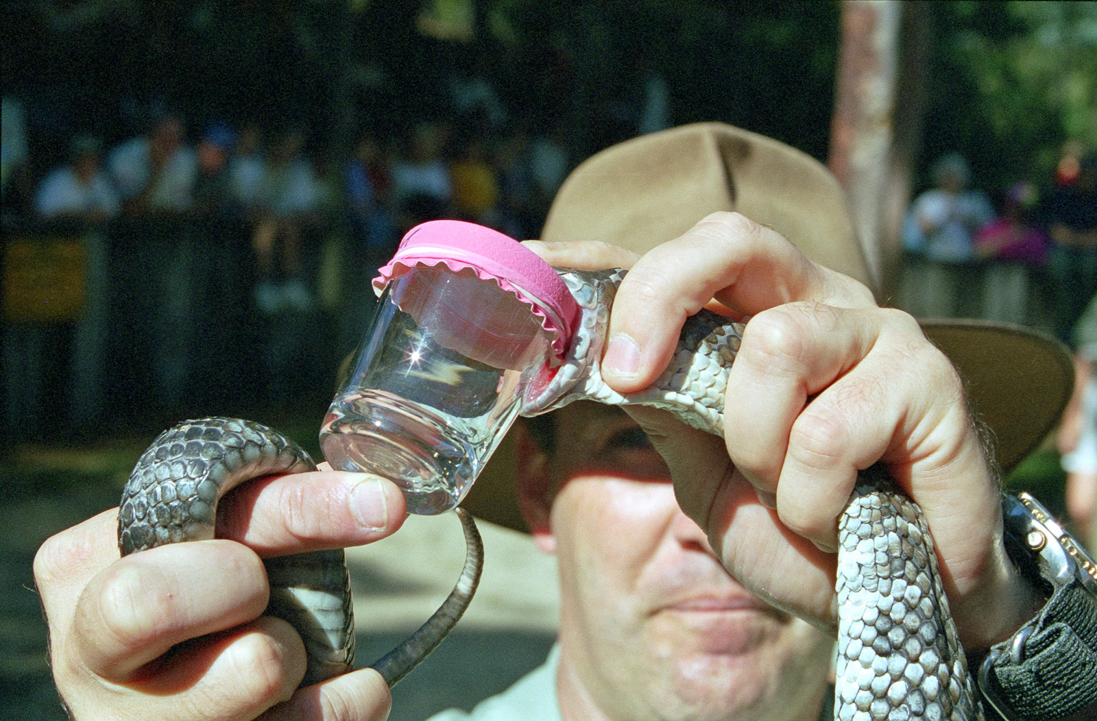 Snake milking demonstration - March 1999