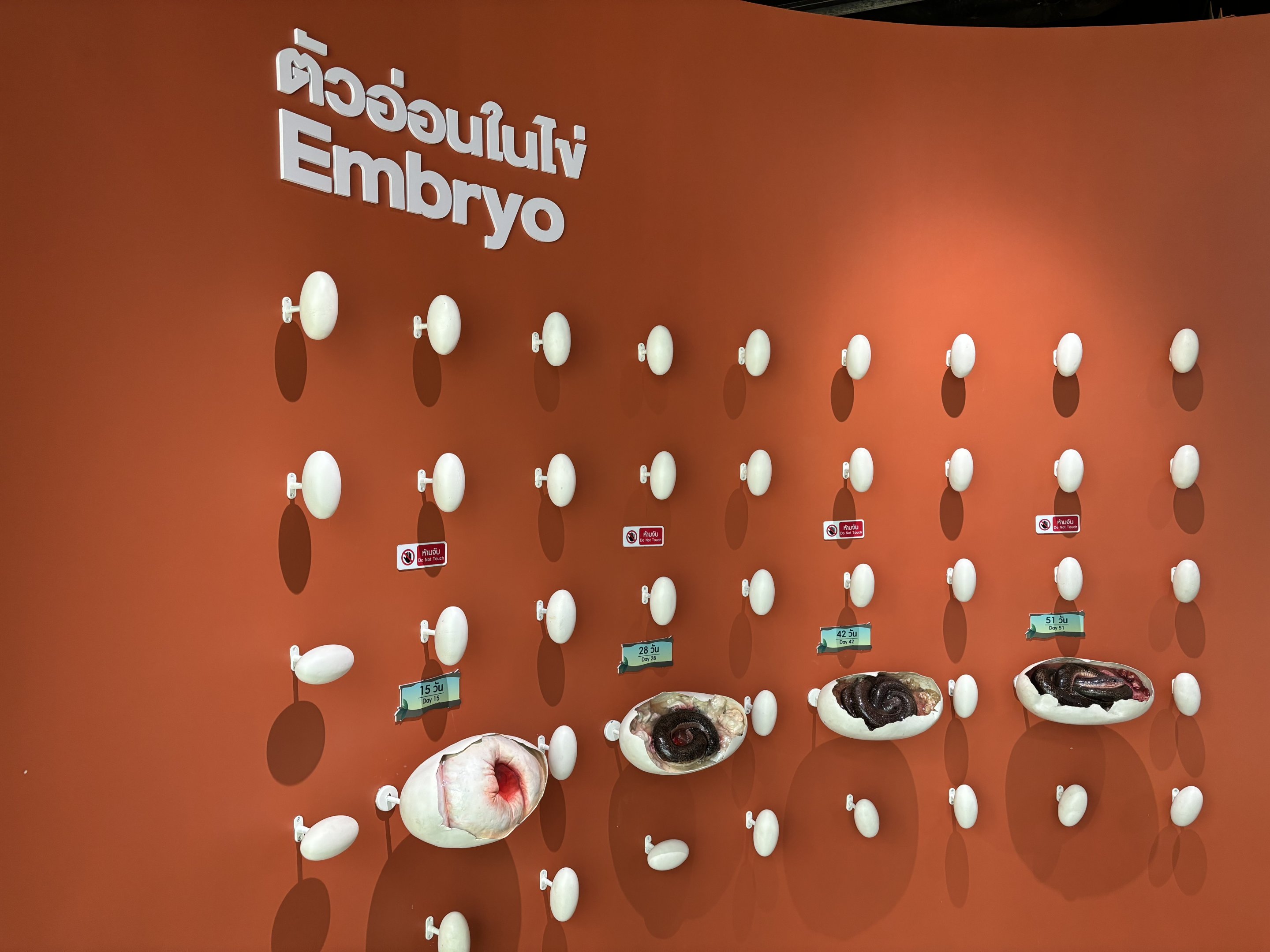 Snake Museum - Embryo Models