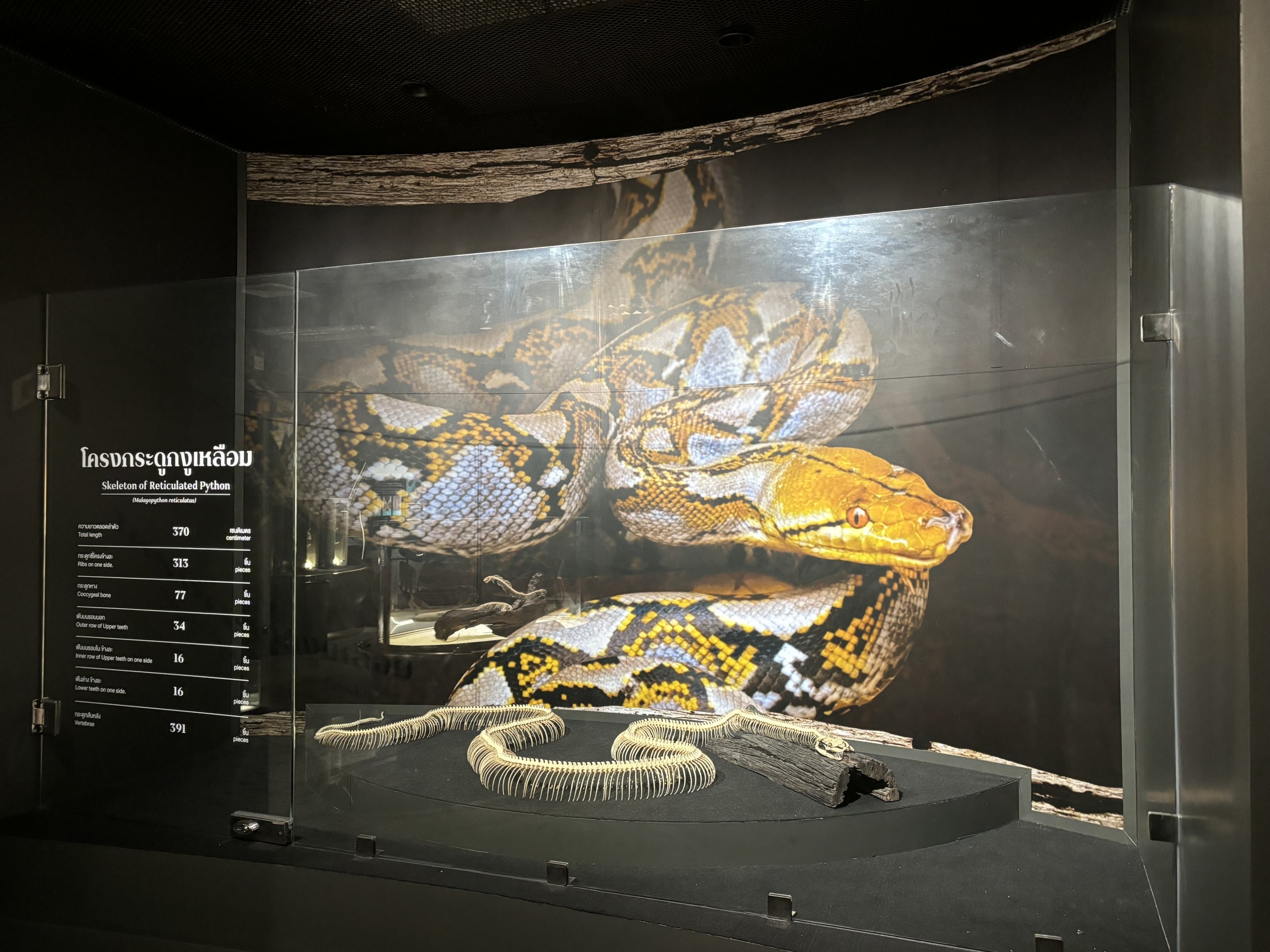 Snake Museum - Reticulated Python Skeleton