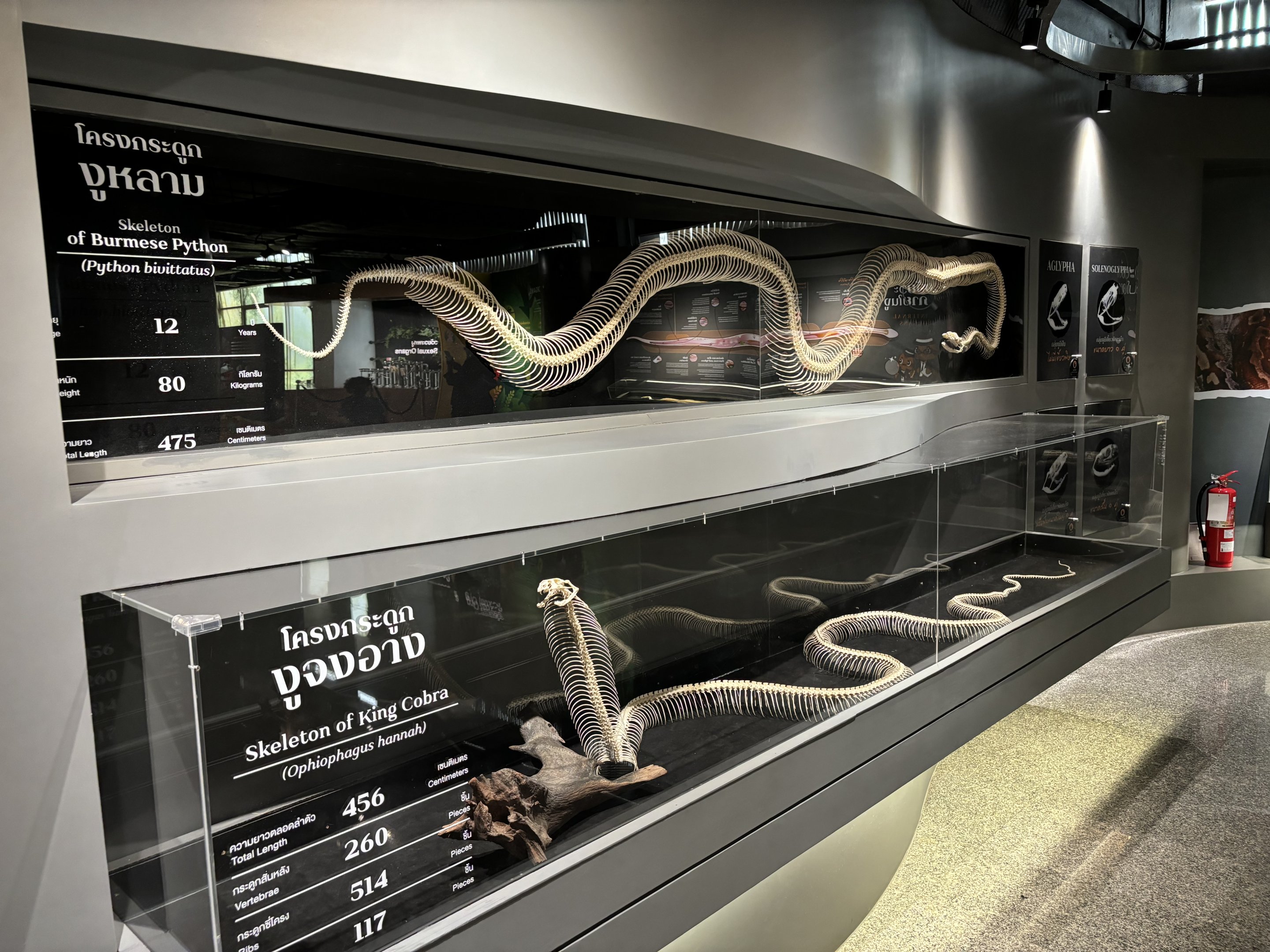 Snake Museum - Skeletons