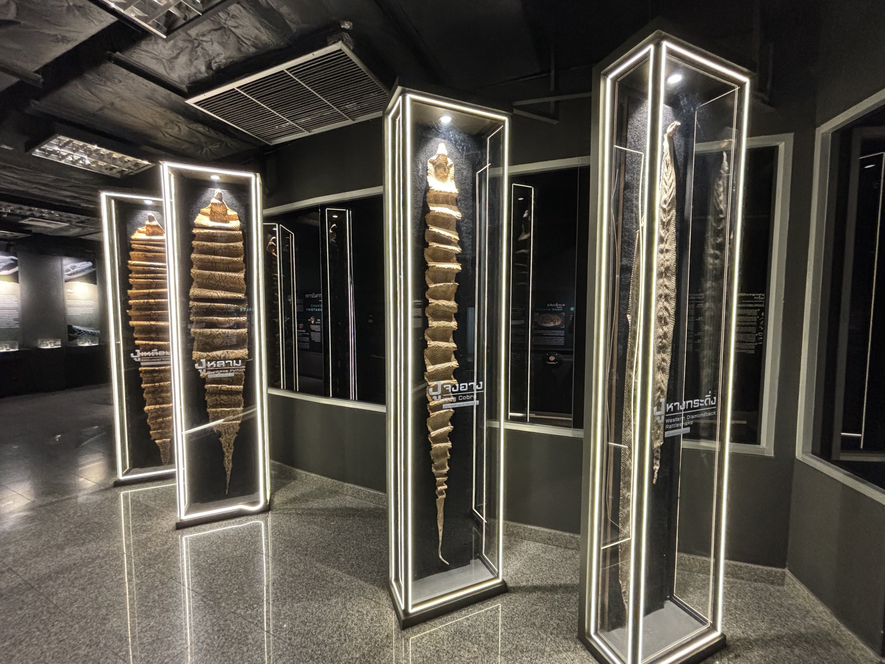 Snake Museum - Snake Skins
