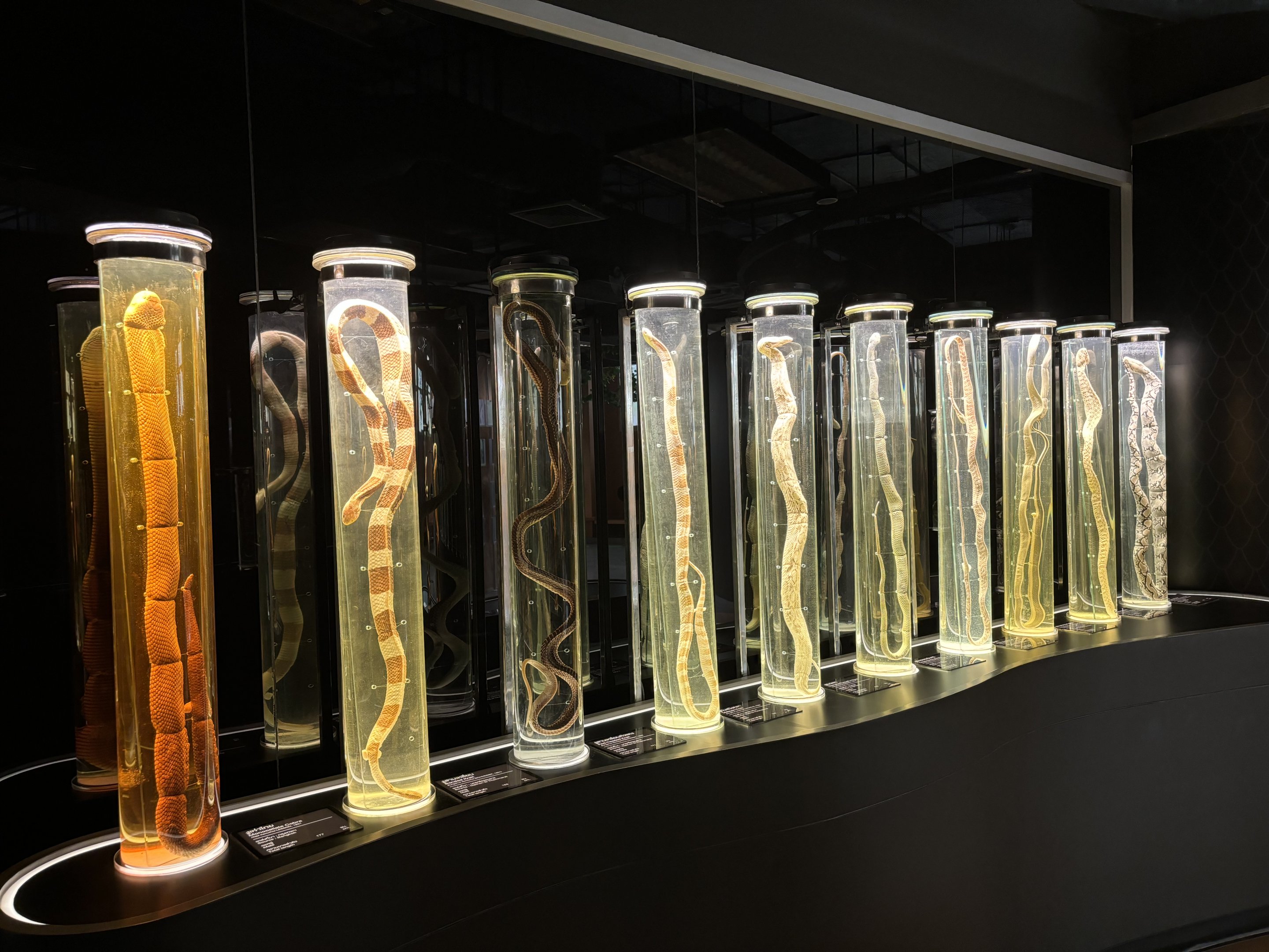 Snake Museum - Snake Tubes