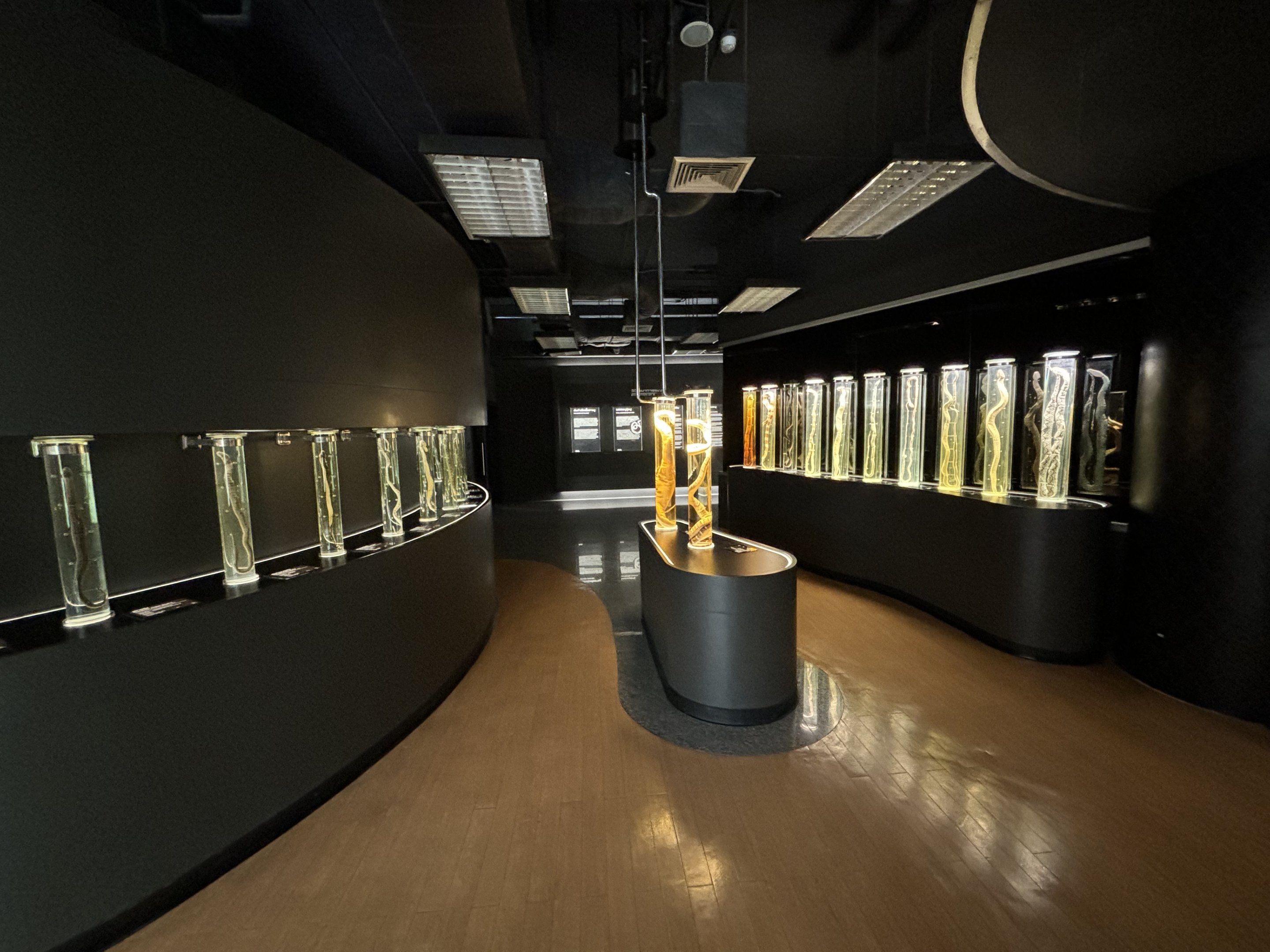 Snake Museum - Snake Tubes