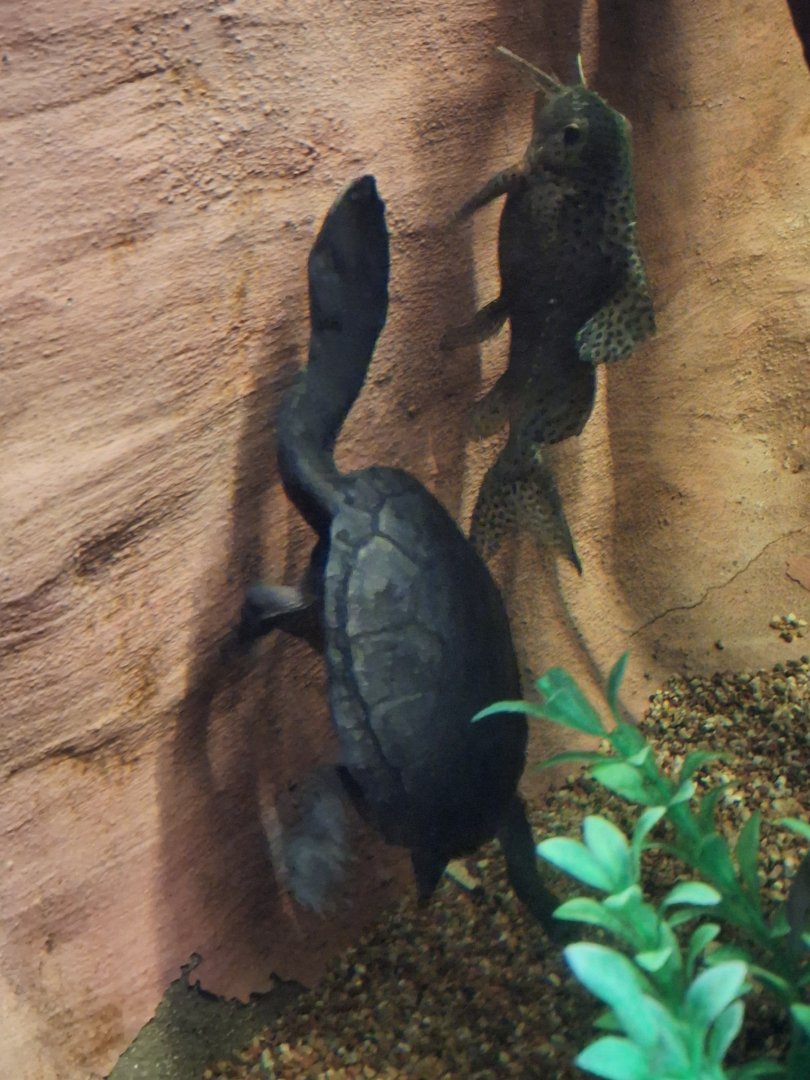 Snake-necked turtle and squeaker catfish ID