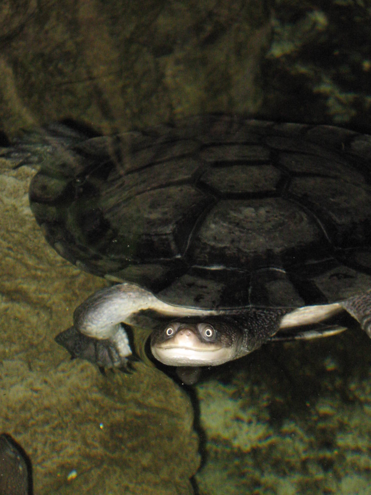 snake-necked turtle (Chelodina longicollis)