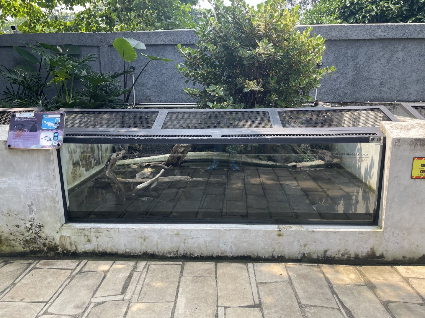 snake-necked turtle exhibit - museum komodo