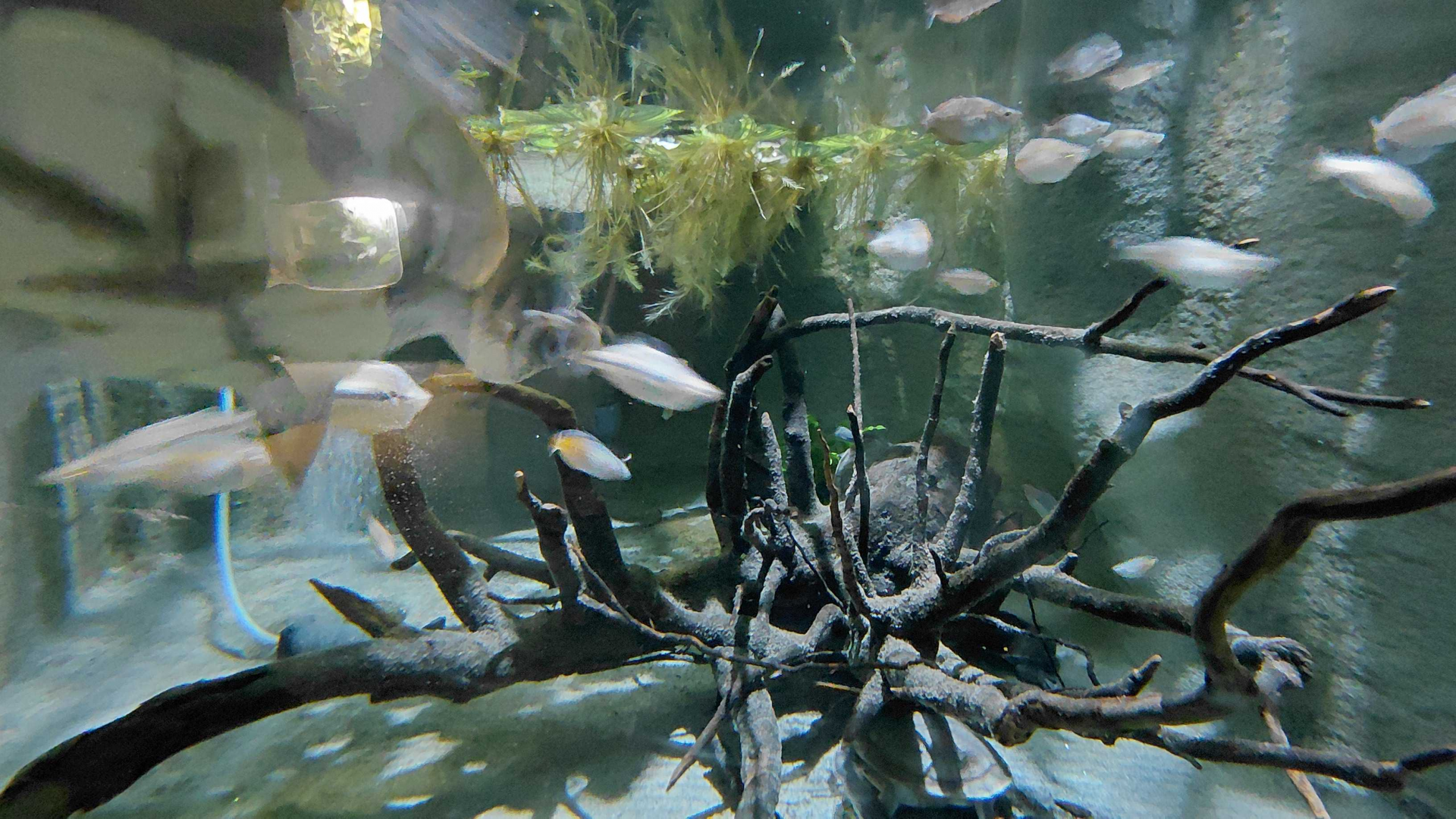 Snake-necked turtle exhibit (underwater view)