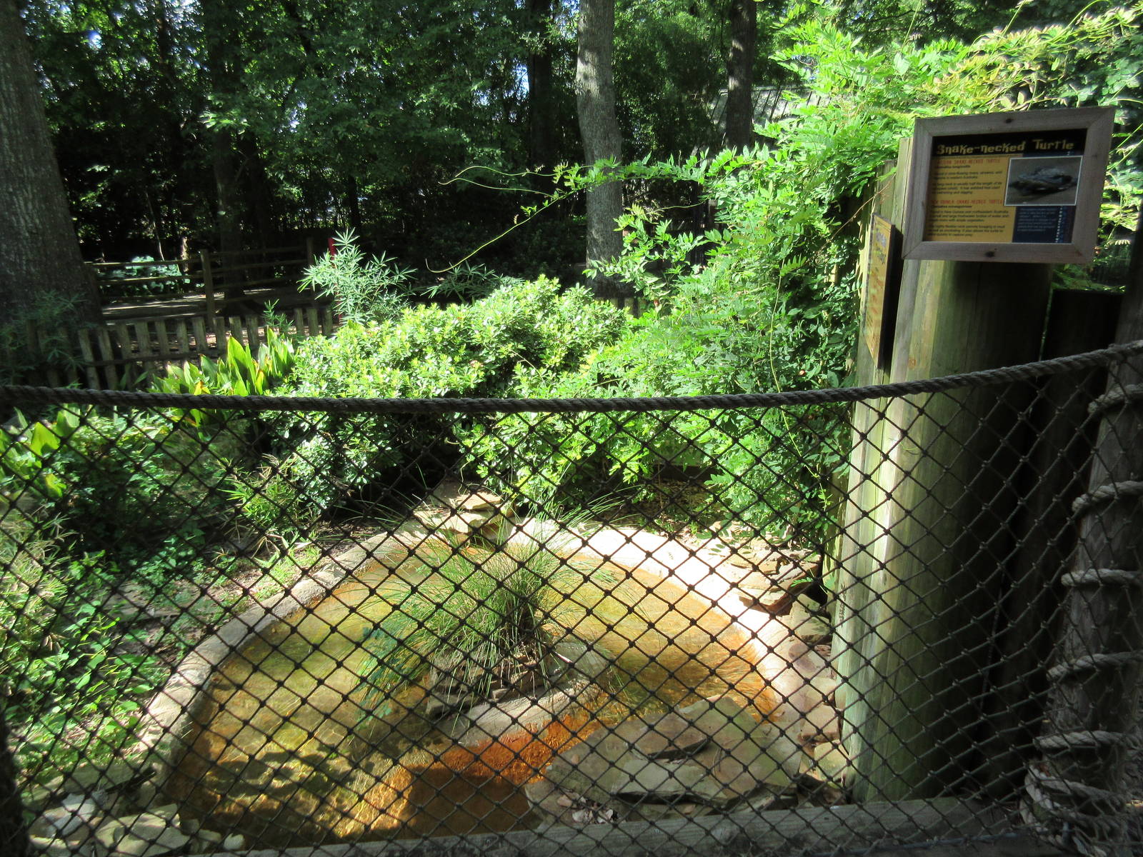 Snake-Necked Turtle Exhibit