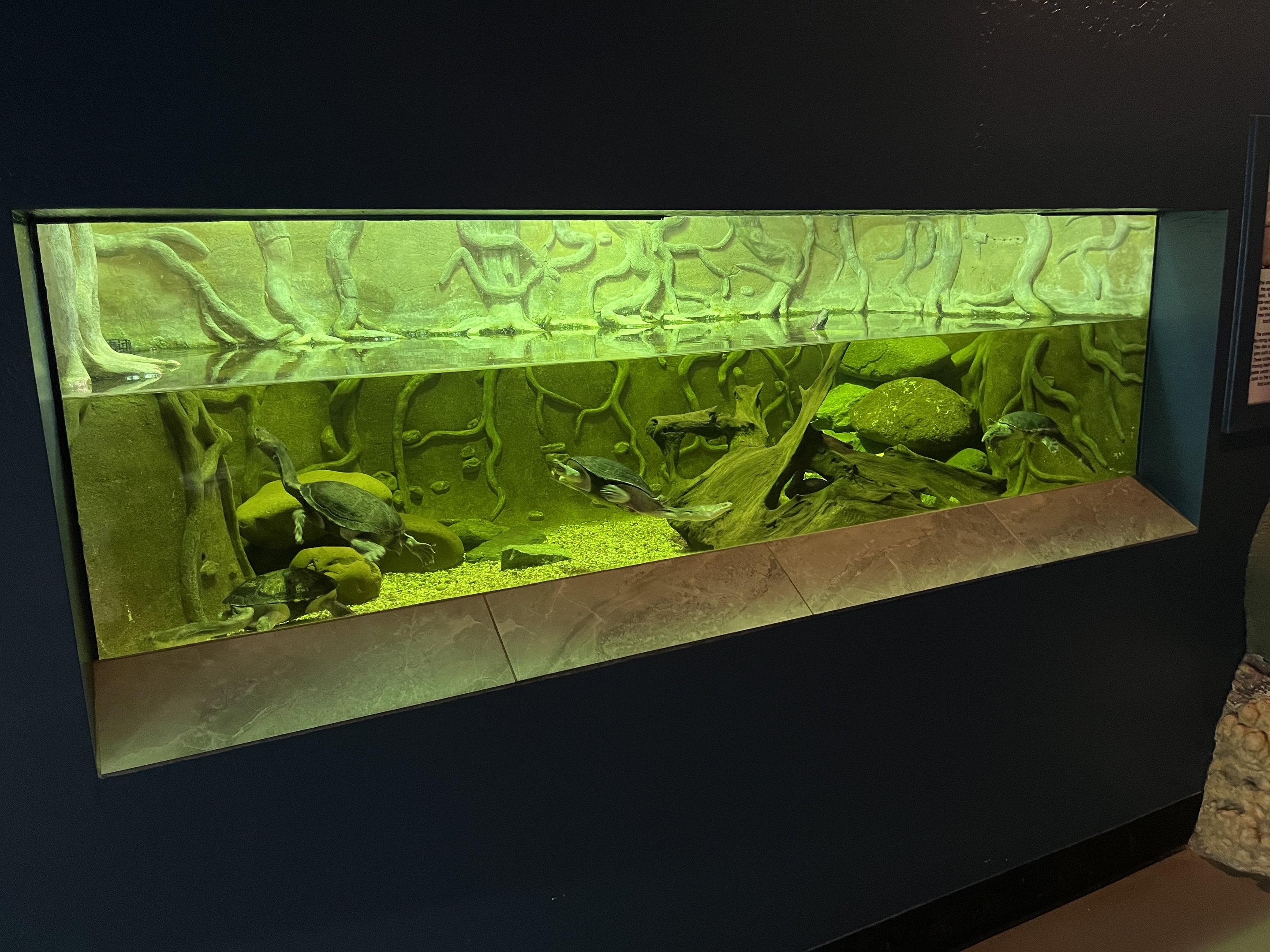 Snake-necked Turtle Exhibit