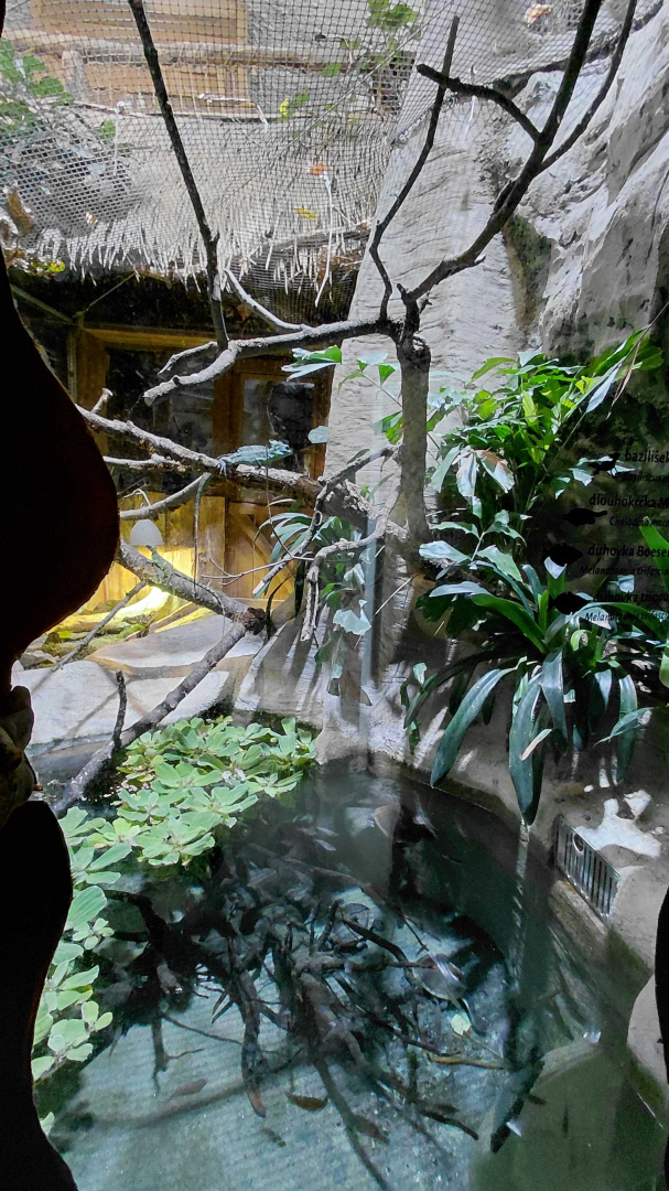 Snake-necked turtle exhibit