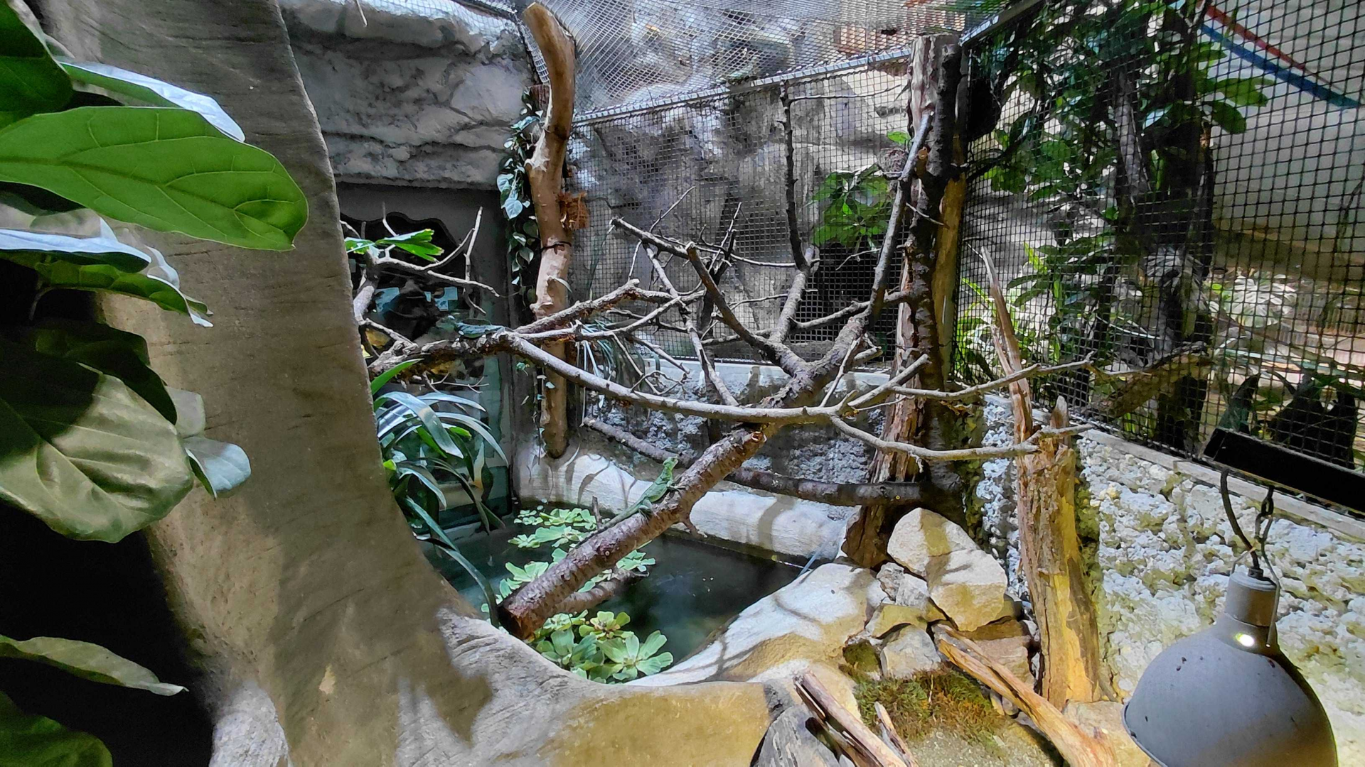 Snake-necked turtle exhibit